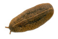 Veronicella cubensis Hawaii adult